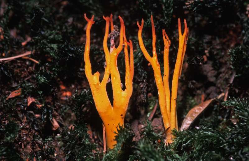 stagshorn fungus