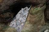 grey shoulder knot moth