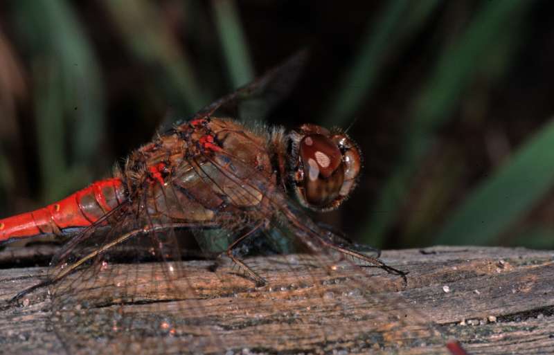 common darter 1