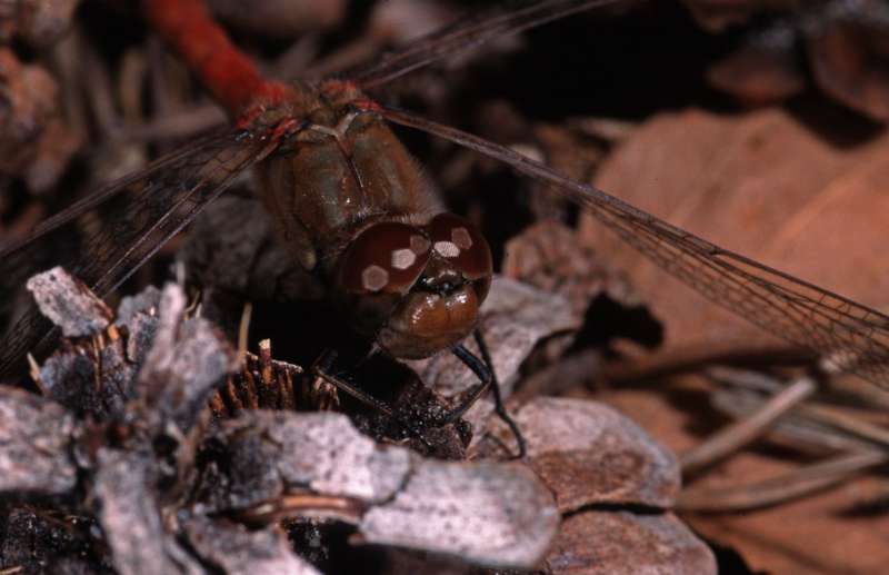 common darter 3