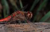 common darter 1