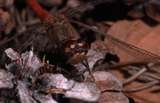 common darter 3