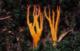 stagshorn fungus