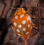 yellow ladybird 1