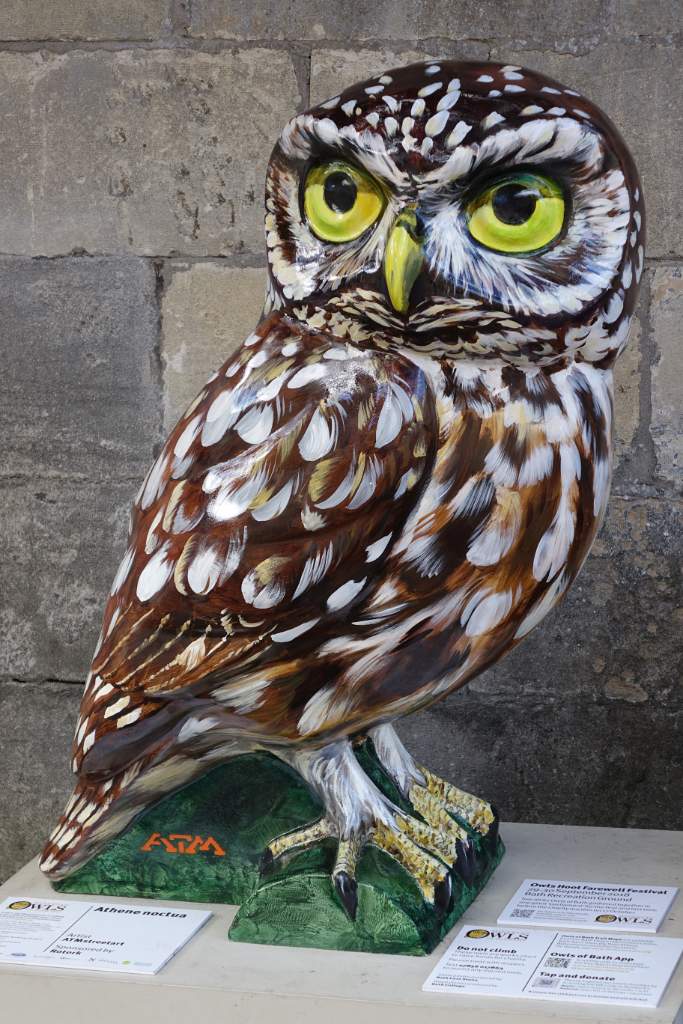 Athene Noctua