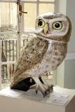 FestivOwl