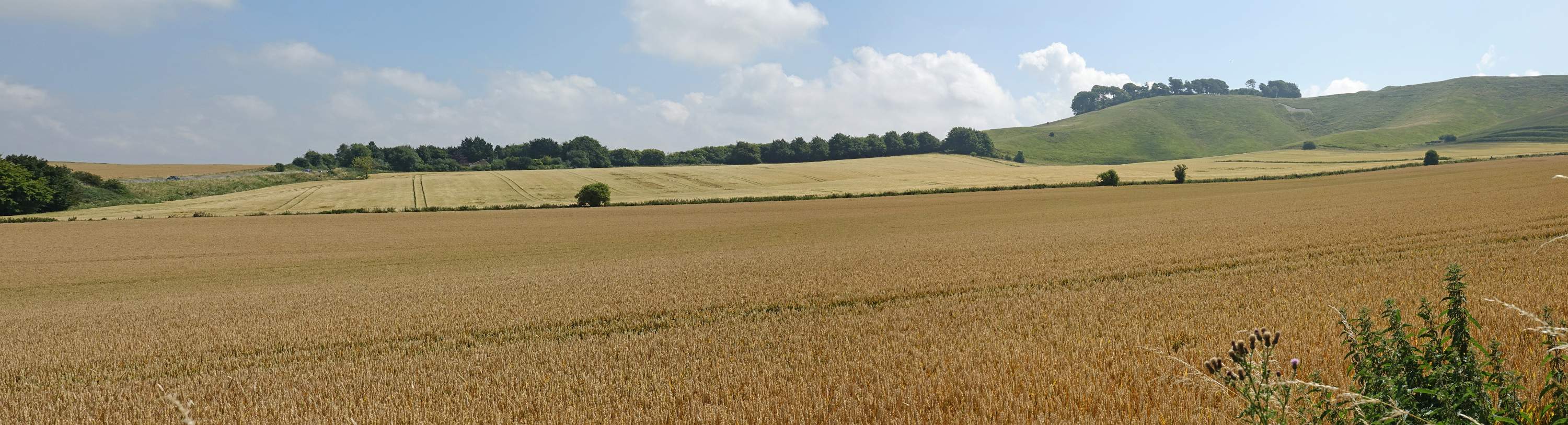 DSC00381-pan